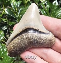 Georgia Megalodon Shark Tooth Fossil Not Chubutensis