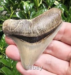 Georgia Megalodon Shark Tooth Fossil Not Chubutensis
