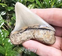 Georgia Megalodon Shark Tooth Fossil Not Chubutensis