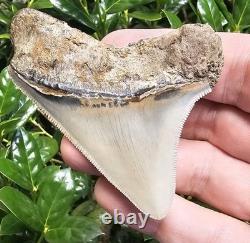 Georgia Megalodon Shark Tooth Fossil Not Chubutensis