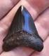 Georgia Posterior Megalodon Shark Tooth Fossil