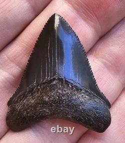 Georgia Posterior Megalodon Shark Tooth Fossil