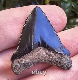 Georgia Posterior Megalodon Shark Tooth Fossil