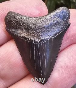 Georgia Posterior Megalodon Shark Tooth Fossil