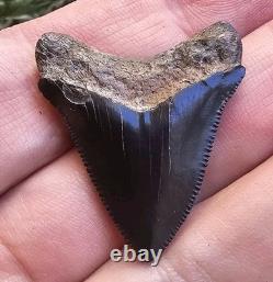 Georgia Posterior Megalodon Shark Tooth Fossil