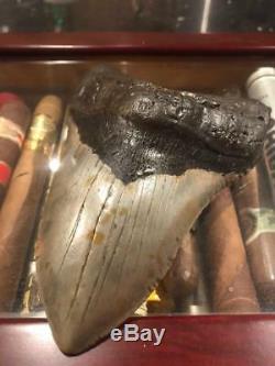 Giant 6.13 Inch Prehistoric Megalodon Sharks Tooth Fossil