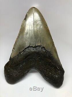 Giant 6.20 Amazing Megalodon Fossil Shark Tooth Rare REAL 3423