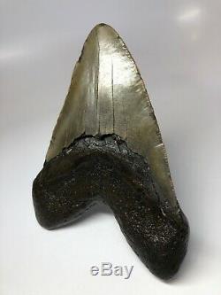 Giant 6.20 Amazing Megalodon Fossil Shark Tooth Rare REAL 3423