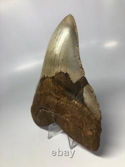 Giant 6.20 Curved Megalodon Fossil Shark Tooth Rare Huge 2316