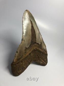 Giant 6.20 Curved Megalodon Fossil Shark Tooth Rare Huge 2316