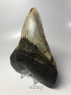 Giant 6.22 Real Megalodon Fossil Shark Tooth Rare 2044