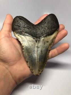 Giant 6.22 Real Megalodon Fossil Shark Tooth Rare 2044