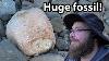 Giant Fossil Exposed By Flood A Long Day In The River Pays Off