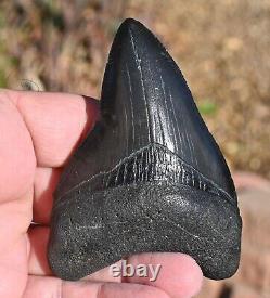 Giant Fossil Megalodon tooth 3.88 inches, A+ Grade, Beaufort County, SC, U. S. A