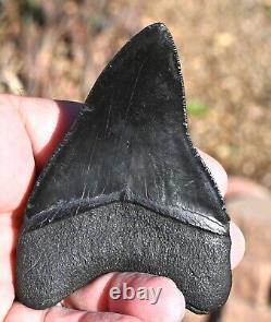 Giant Fossil Megalodon tooth 3.88 inches, A+ Grade, Beaufort County, SC, U. S. A