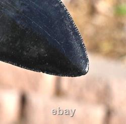 Giant Fossil Megalodon tooth 3.88 inches, A+ Grade, Beaufort County, SC, U. S. A