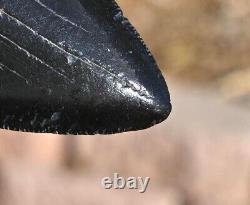 Giant Fossil Megalodon tooth 3.88 inches, A+ Grade, Beaufort County, SC, U. S. A