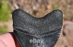 Giant Fossil Megalodon tooth 3.88 inches, A+ Grade, Beaufort County, SC, U. S. A