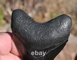 Giant Fossil Megalodon tooth 3.88 inches, A+ Grade, Beaufort County, SC, U. S. A