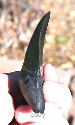 Giant Fossil Megalodon tooth 3.88 inches, A+ Grade, Beaufort County, SC, U. S. A