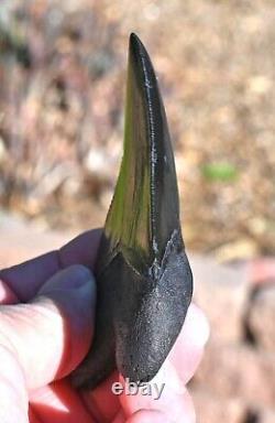 Giant Fossil Megalodon tooth 3.88 inches, A+ Grade, Beaufort County, SC, U. S. A