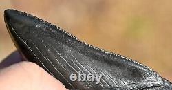 Giant Fossil Megalodon tooth 3.88 inches, A+ Grade, Beaufort County, SC, U. S. A