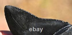Giant Fossil Megalodon tooth 3.88 inches, A+ Grade, Beaufort County, SC, U. S. A