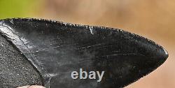 Giant Fossil Megalodon tooth 3.88 inches, A+ Grade, Beaufort County, SC, U. S. A