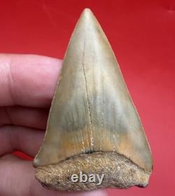 Giant Mako Shark Tooth Fossil 2.47 North Carolina No Repair Megalodon Era Shark