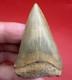 Giant Mako Shark Tooth Fossil 2.47 North Carolina No Repair Megalodon Era Shark