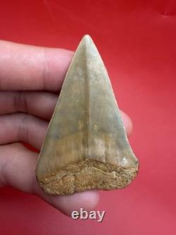 Giant Mako Shark Tooth Fossil 2.47 North Carolina No Repair Megalodon Era Shark