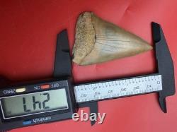 Giant Mako Shark Tooth Fossil 2.47 North Carolina No Repair Megalodon Era Shark