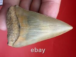 Giant Mako Shark Tooth Fossil 2.47 North Carolina No Repair Megalodon Era Shark