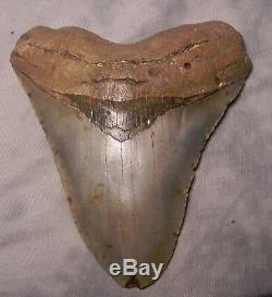 Giant Megalodon 5 1/4 Shark Tooth Teeth Extinct Jaw Fossil Scuba Diver Megladon