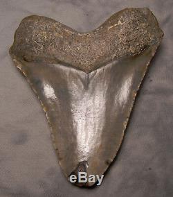 Giant Megalodon 5 1/4 Shark Tooth Teeth Extinct Jaw Fossil Scuba Diver Megladon