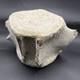 Giant Megalodon Era Leviathan Cetacean Vertebra Bone Fossil Museum Grade