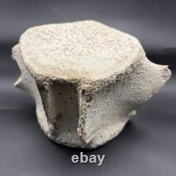 Giant Megalodon Era Leviathan Cetacean Vertebra Bone Fossil Museum Grade