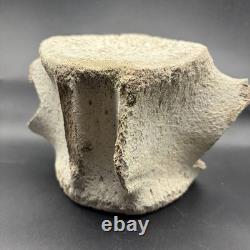 Giant Megalodon Era Leviathan Cetacean Vertebra Bone Fossil Museum Grade