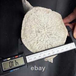 Giant Megalodon Era Leviathan Cetacean Vertebra Bone Fossil Museum Grade