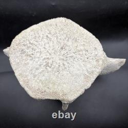 Giant Megalodon Era Leviathan Cetacean Vertebra Bone Fossil Museum Grade
