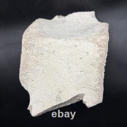 Giant Megalodon Era Leviathan Cetacean Vertebra Bone Fossil Museum Grade