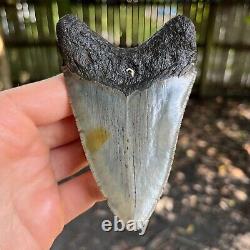 Giant Megalodon Shark Tooth 4.17 x 2.77