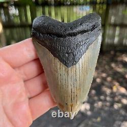 Giant Megalodon Shark Tooth 4.17 x 2.77
