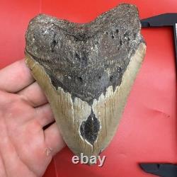 Giant Megalodon Tooth 5 Inch Authentic Shark Tooth Fossil 50 Foot Shark Tooth
