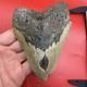 Giant Megalodon Tooth 5 Inch Authentic Shark Tooth Fossil 50 Foot Shark Tooth