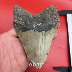 Giant Megalodon Tooth 5 Inch Authentic Shark Tooth Fossil 50 Foot Shark Tooth