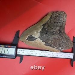 Giant Megalodon Tooth 5 Inch Authentic Shark Tooth Fossil 50 Foot Shark Tooth