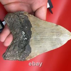 Giant Megalodon Tooth 5 Inch Authentic Shark Tooth Fossil 50 Foot Shark Tooth