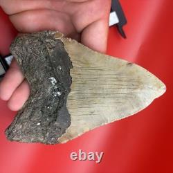 Giant Megalodon Tooth 5 Inch Authentic Shark Tooth Fossil 50 Foot Shark Tooth