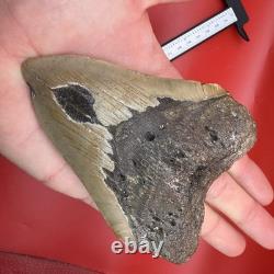 Giant Megalodon Tooth 5 Inch Authentic Shark Tooth Fossil 50 Foot Shark Tooth
